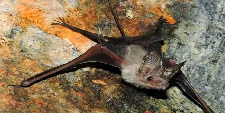 بزرگترین غار خفاش ایران را بشناسید/ وجود 25 هزار خفاش در یک مکان