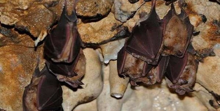 بزرگترین غار خفاش ایران را بشناسید/ وجود 25 هزار خفاش در یک مکان