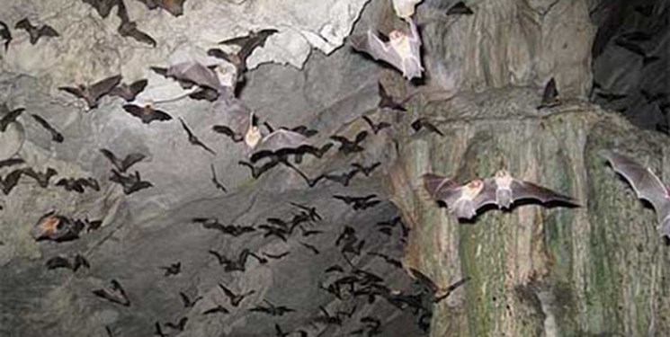 بزرگترین غار خفاش ایران را بشناسید/ وجود 25 هزار خفاش در یک مکان