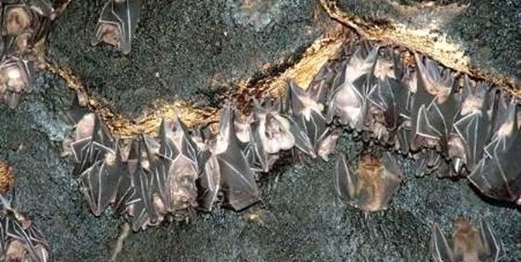 بزرگترین غار خفاش ایران را بشناسید/ وجود 25 هزار خفاش در یک مکان
