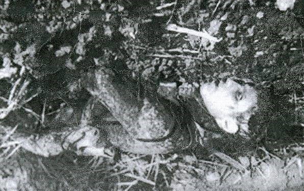 «حسن آمریکایی» رفت و دیگر نیامد + عکس «حسن آمریکایی» رفت و دیگر نیامد + عکس