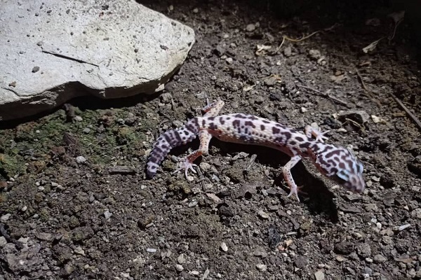 یک گونه خزنده کمیاب در مشهد شناسایی شد(+عکس)