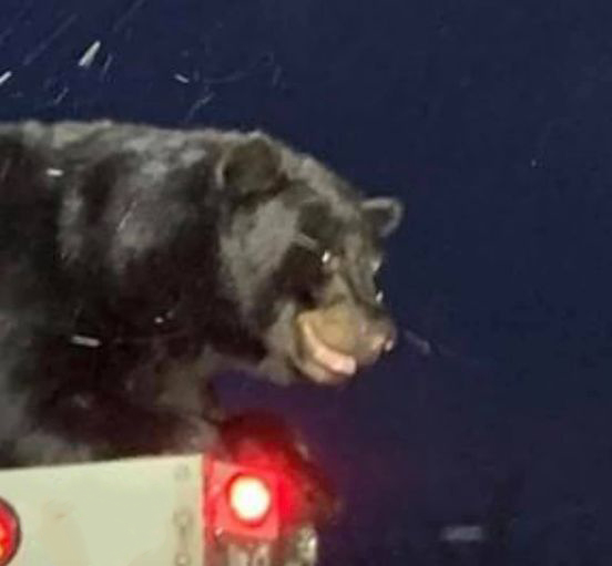 کامیون سواری خرس سیاه تا ایستگاه پلیس!(+عکس)