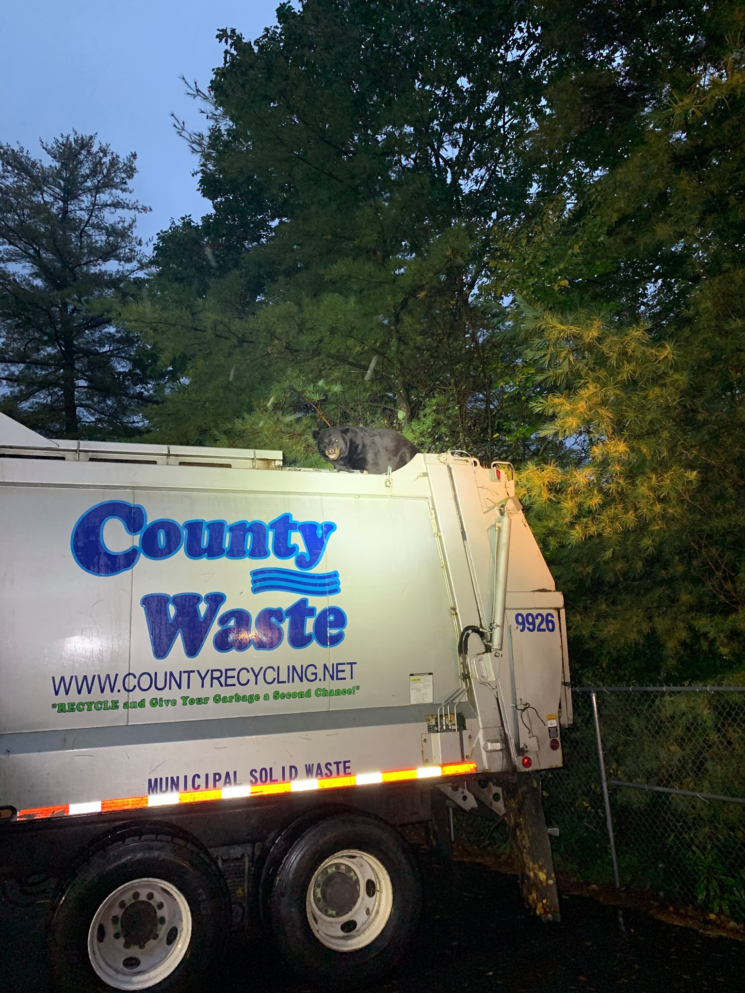 کامیون سواری خرس سیاه تا ایستگاه پلیس!(+عکس)