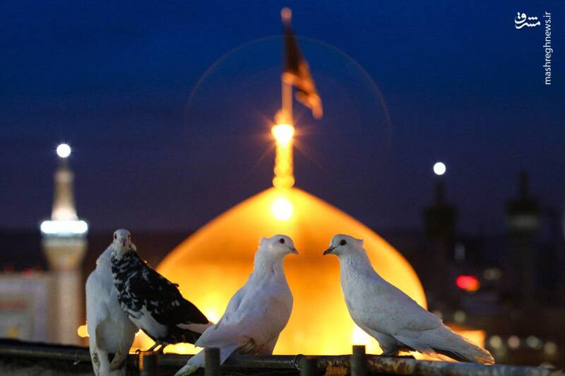 روایتی از آخرین لحظات امام رضا (ع)