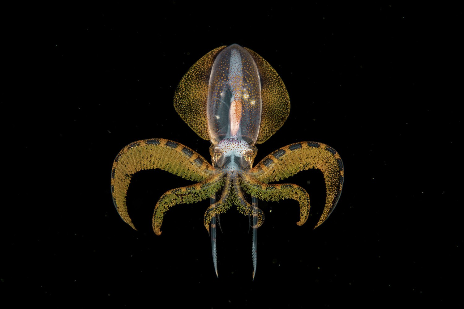 برترین عکس های حیات وحش سال 2020 (عکس)