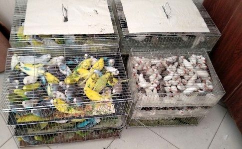 استفاده از اتوبوس بین شهری برای قاچاق پرندگان حفاظت‌شده اردبیل/ کشف ۷۰ پرنده حین قاچاق