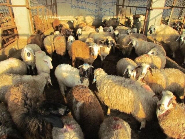 ۱۹۰ رأس دام قاچاق در بندر لنگه کشف شد