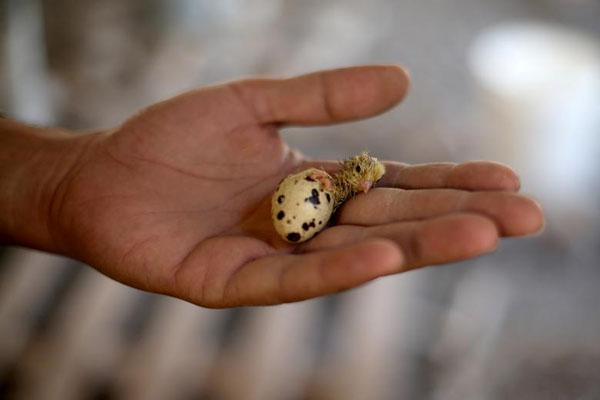 بیمار کرونایی در کاور پلاستیکی / خودکشی اینبار در سواحل سریلانکا