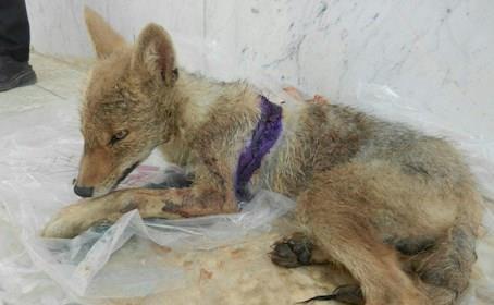 نجات شغال گرفتارشده در چاه ۵ متری فاضلاب نجات شغال گرفتارشده در چاه ۵ متری فاضلاب