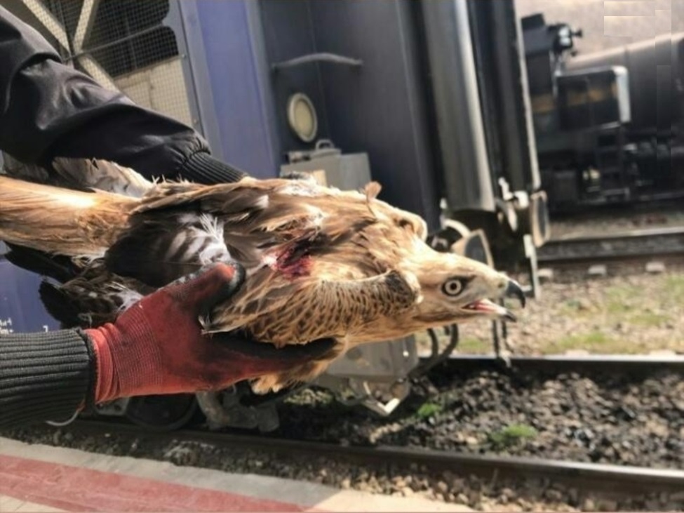 برخورد سارگپه پابلند با قطار در فیروزکوه برخورد سارگپه پابلند با قطار در فیروزکوه