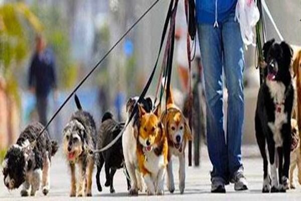 قتل جوان ۲۸ ساله به خاطر یک سگ!