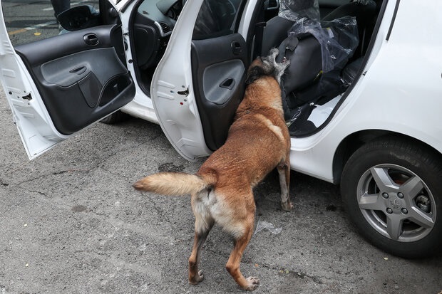 ۵۰۰ خودروی حامل حیوان خانگی در اصفهان جریمه شد ۵۰۰ خودروی حامل حیوان خانگی در اصفهان جریمه شد