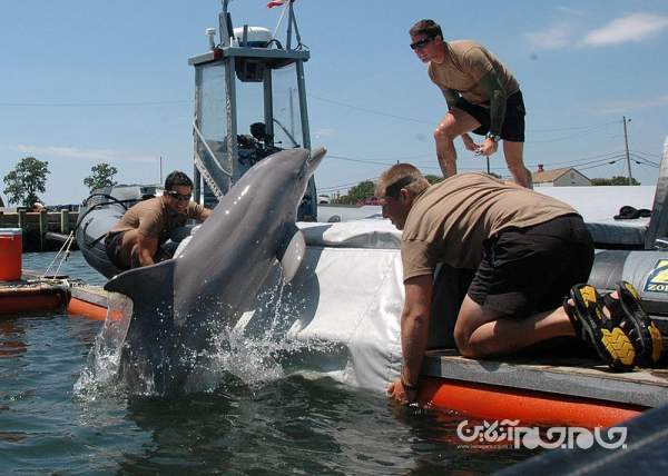 دلفین های انتحاری؛ جانوران آب‌زی که برای عملیات‌ جاسوسی و خرابکاری آموزش می‌بینند+عکس