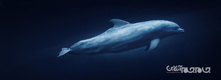 دلفین های انتحاری؛ جانوران آب‌زی که برای عملیات‌ جاسوسی و خرابکاری آموزش می‌بینند+عکس
