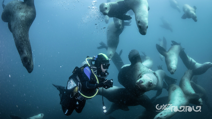 دلفین های انتحاری؛ جانوران آب‌زی که برای عملیات‌ جاسوسی و خرابکاری آموزش می‌بینند+عکس