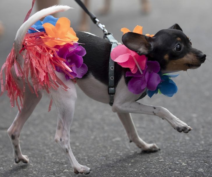 حقایقی جالب و خواندنی درباره فرهنگ مردم برزیل + تصاویر