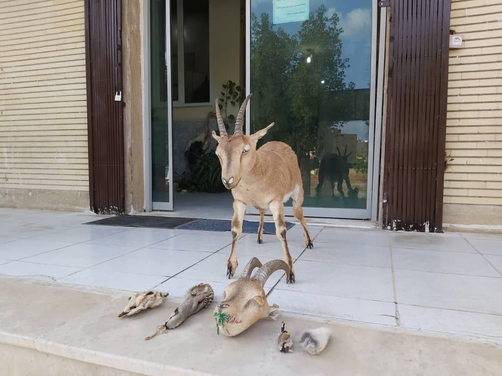 پنج حیوان تاکسیدرمی شده در دزفول کشف شد