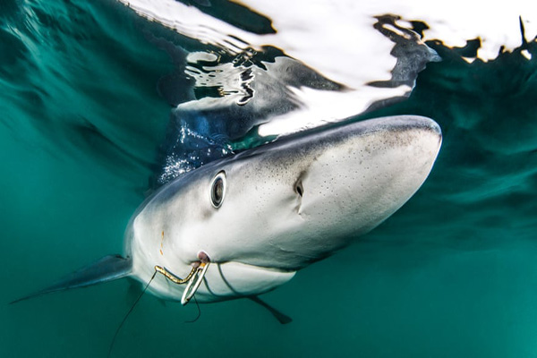 برترین عکس های «اقیانوسی» در سال 2020 برترین عکس های «اقیانوسی» در سال 2020