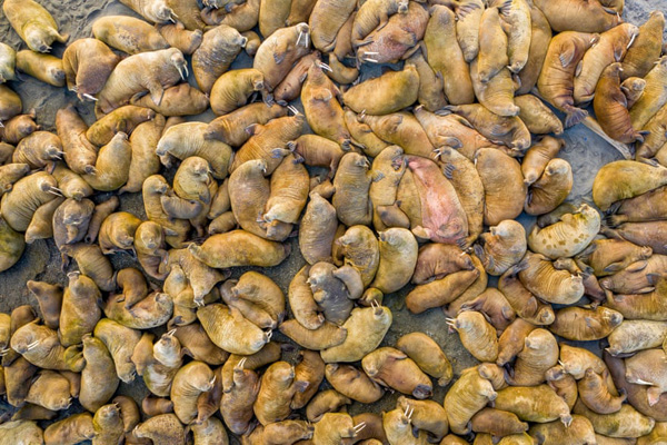 برترین عکس های «اقیانوسی» در سال 2020 برترین عکس های «اقیانوسی» در سال 2020