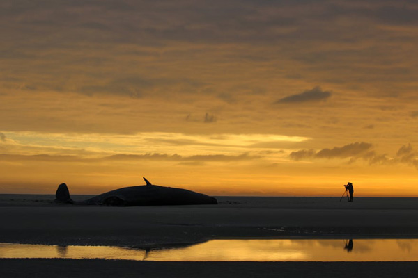 برترین عکس های «اقیانوسی» در سال 2020 برترین عکس های «اقیانوسی» در سال 2020