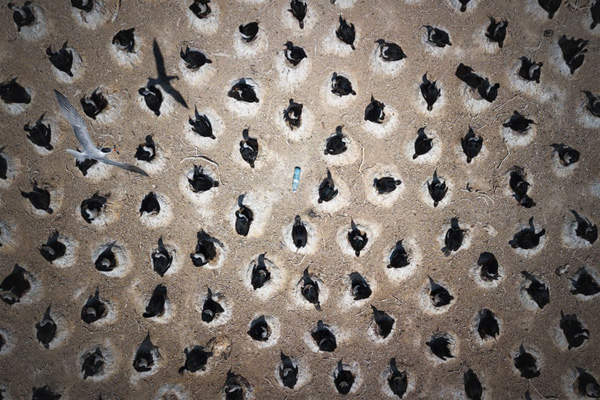 برترین عکس های «اقیانوسی» در سال 2020 برترین عکس های «اقیانوسی» در سال 2020