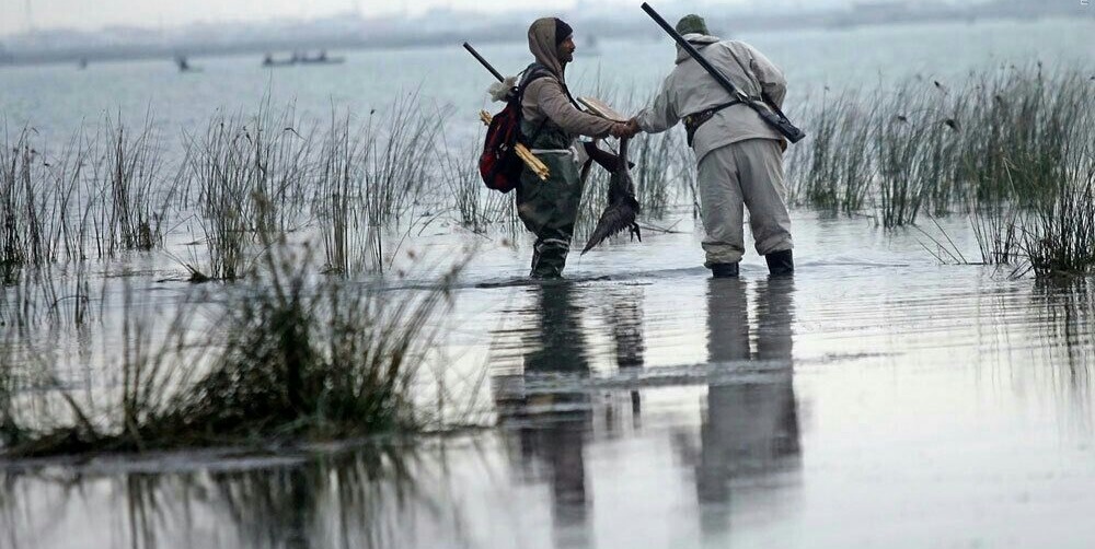محیطبانان مازندران ۲۵۰ رشته دام هوایی شکار پرندگان را تخریب کردند محیطبانان مازندران ۲۵۰ رشته دام هوایی شکار پرندگان را تخریب کردند