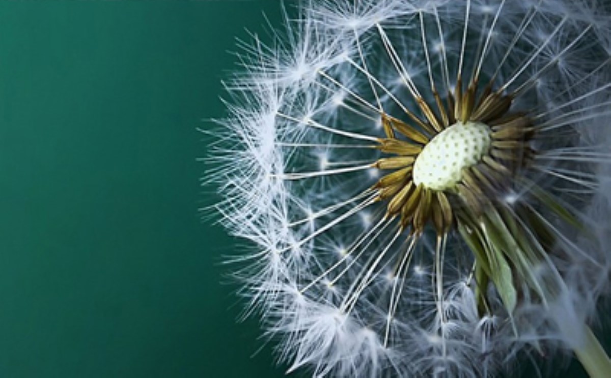 درمان برای رفع زگیل در خانه و به صورت طبیعی درمان برای رفع زگیل در خانه و به صورت طبیعی