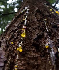 درمان برای رفع زگیل در خانه و به صورت طبیعی درمان برای رفع زگیل در خانه و به صورت طبیعی