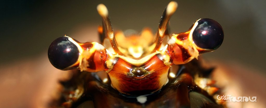 ایده ساخت زره پوشیدنی انعطاف&zwnj;پذیر با الهام از بدن خرچنگ&zwnj;ها+عکس