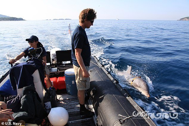 آموزش دلفین در کره شمالی برای حمله به غواصان دشمن و خنثی کردن مین های دریایی+عکس