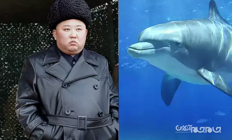 آموزش دلفین در کره شمالی برای حمله به غواصان دشمن و خنثی کردن مین های دریایی+عکس