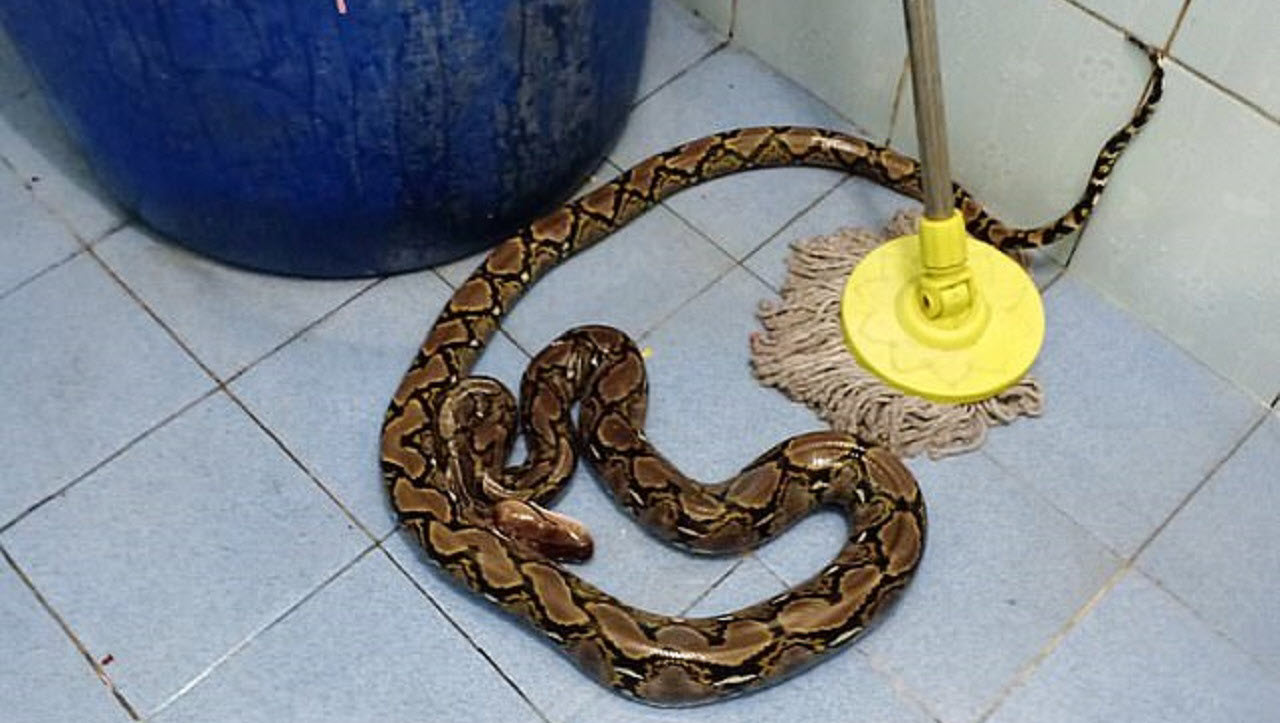 حمله خونین مار پیتون به زن خانه دار تایلندی