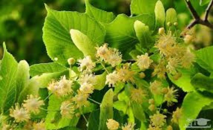 زيرفون برمبنای طب سنتی ايران، دارای طبیعتی گرم وخشک بوده و خواص دارویی فراوانی دارد. با ما همراه باشید تا با سایر فواید این گیاه بیشتر آشنا شویم.