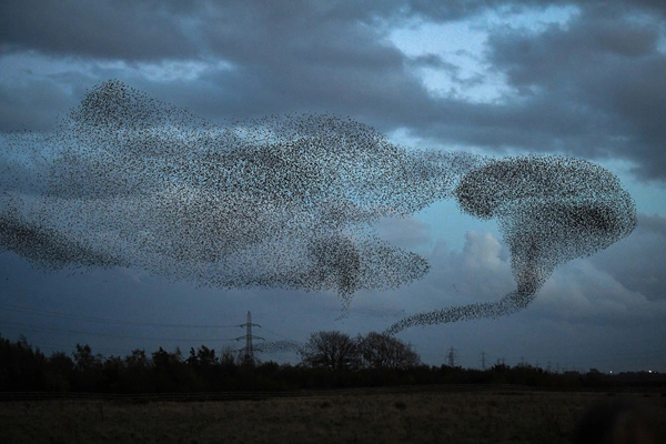 حیوانات می توانند اما مهاجران نه! (تصاویر)