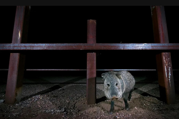 حیوانات می توانند اما مهاجران نه! (تصاویر)