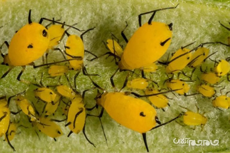 ارتش حشرات مهندسی شده پنتاگون برای حفاظت از محصولات کشاورزی+عکس