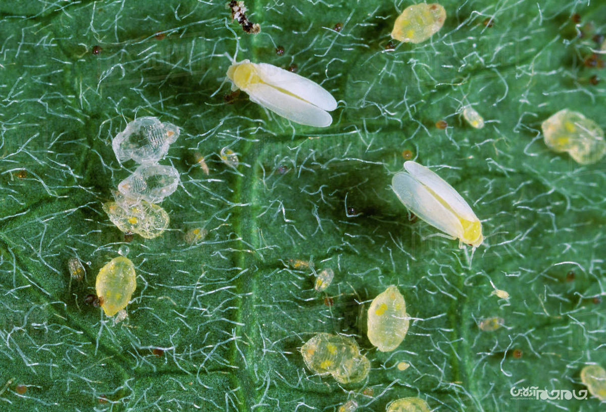 ارتش حشرات مهندسی شده پنتاگون برای حفاظت از محصولات کشاورزی+عکس