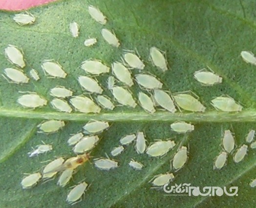 ارتش حشرات مهندسی شده پنتاگون برای حفاظت از محصولات کشاورزی+عکس