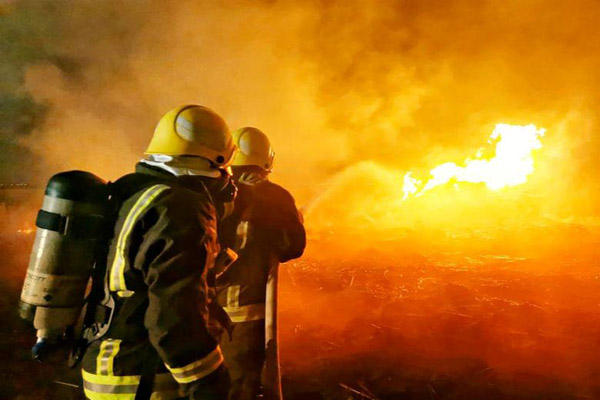 دور دنیا در قاب تصاویر؛ عملیات کشتن زنبورهای قاتل