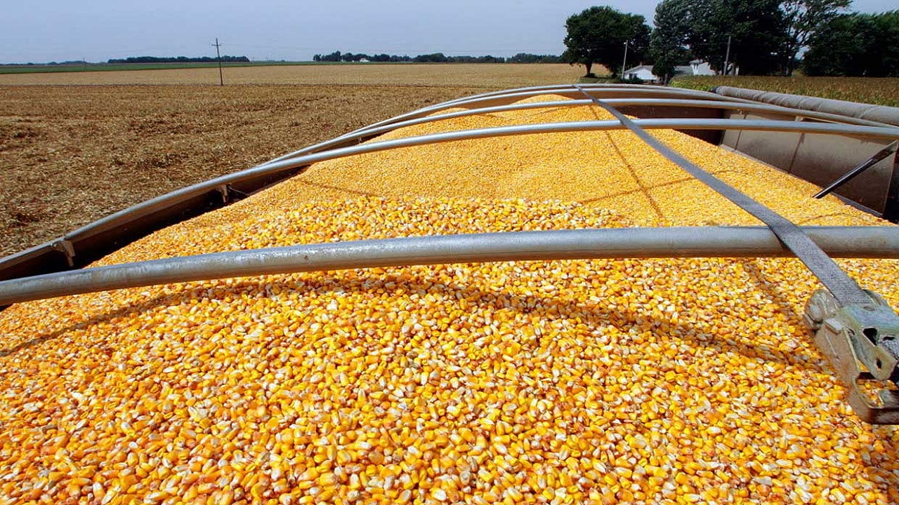 کشف بیش از 24 تن ذرت قاچاق در ساوه کشف بیش از 24 تن ذرت قاچاق در ساوه