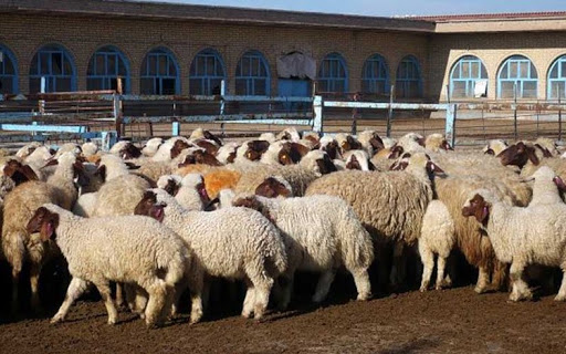 دام زنده در بورس کالا عرضه می‌شود