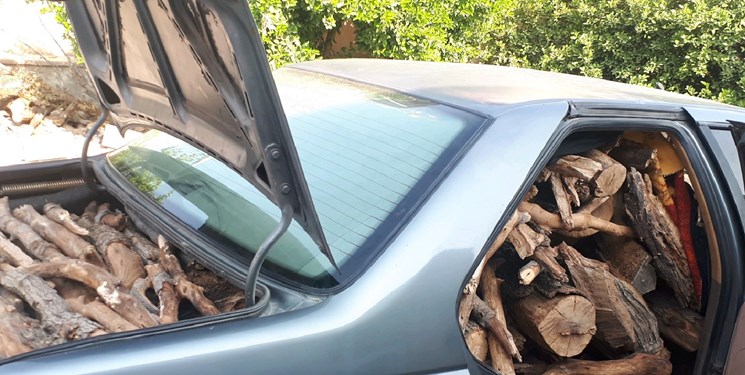 متلاشی شدن باند قطع درختان جنگلی در شیراز