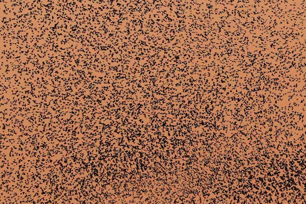 عکس های برگزیده حیات وحش جهان عکس های برگزیده حیات وحش جهان