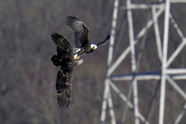 عکس های برگزیده حیات وحش جهان عکس های برگزیده حیات وحش جهان