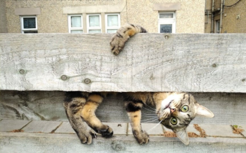 بهترین های مسابقه جهانی عکس طنز حیوانات خانگی بهترین های مسابقه جهانی عکس طنز حیوانات خانگی