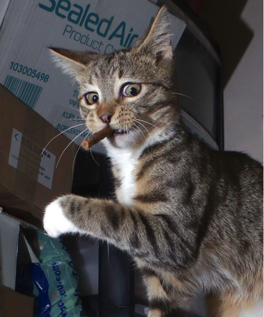 بهترین های مسابقه جهانی عکس طنز حیوانات خانگی بهترین های مسابقه جهانی عکس طنز حیوانات خانگی