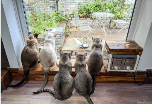 بهترین های مسابقه جهانی عکس طنز حیوانات خانگی بهترین های مسابقه جهانی عکس طنز حیوانات خانگی