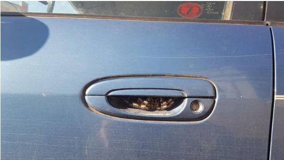 جا خوش کردن عنکبوت وحشتناک به مدت یک هفته در خودرو +عکس