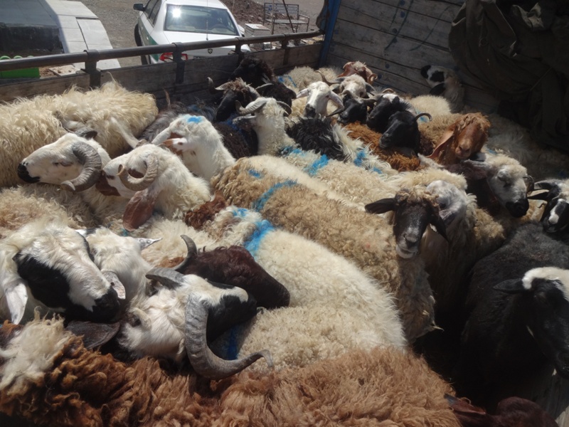 کشف دام قاچاق درشمال وجنوب کرمان کشف دام قاچاق درشمال وجنوب کرمان